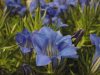 Show product details for Gentiana Kidbrooke Seedling